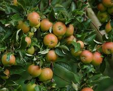Cox Orange æbler